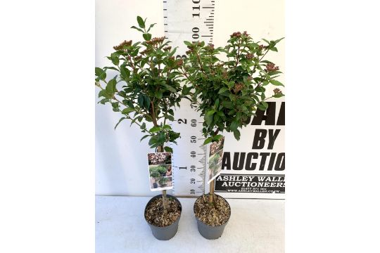 TWO VIBURNUM TINUS STANDARD TREES IN BUD. IN 3 LTR POTS APPROX 110CM IN HEIGHT TO BE SOLD FOR THE - Image 4 of 11