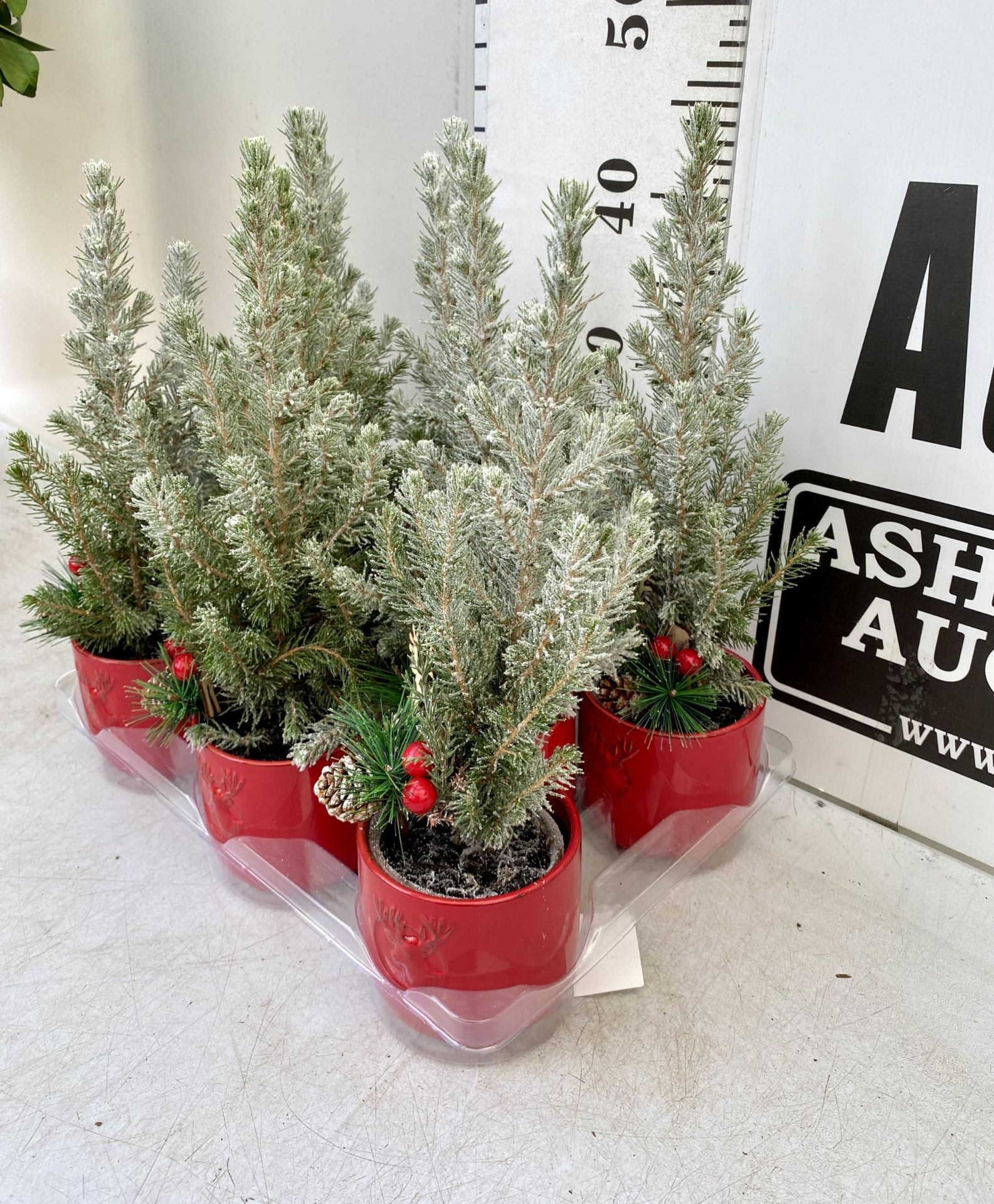 EIGHT CHRISTMAS CONIFERS WITH CHRISTMAS DEER, BERRIES AND FIR CONES ACCESSORIES IN RED CERAMIC - Image 3 of 11