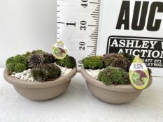 TWO SHALLOW DECORATIVE BOWLS FILLED WITH ALPINE PLANTS - SEMPERVIVUMS ETC AND COLOURED GRAVEL. BOWLS