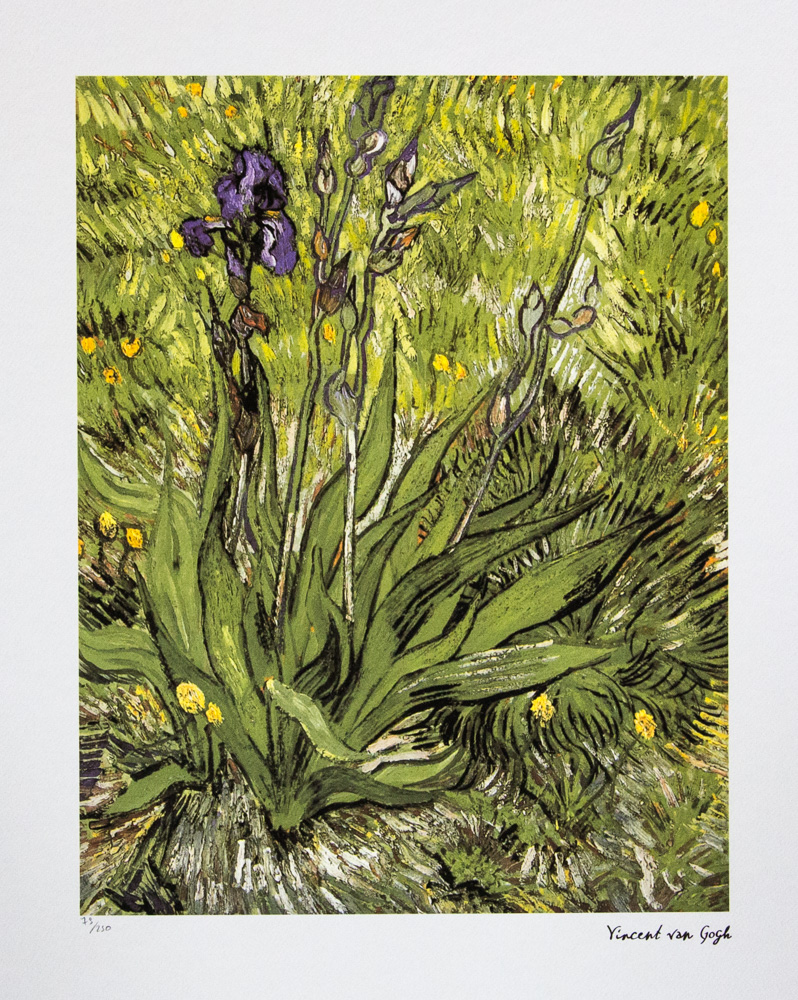 Vincent van Gogh 'Iris'