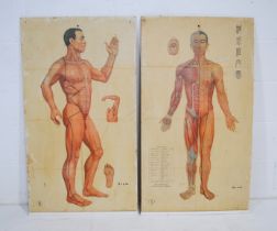 Two double sided Chinese acupuncture charts - 59cm x 106cm each