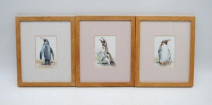 Three framed watercolours of penguins, all native to the Falkland Islands, with indistinct