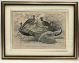 A collection of framed etchings on the subject of birds and the natural world, mainly after James