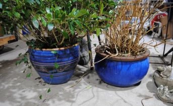 Two large blue glazed garden plant pots