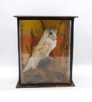 A cased taxidermy barn owl, in naturalistic setting - length 34cm, depth 19cm, height 40.5cm