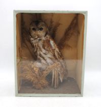 A cased taxidermy tawny owl, in naturalistic setting - length 32.5cm, depth 19cm, height 40.5cm