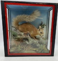 A cased taxidermy of a squirrel in naturalistic setting