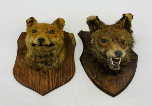 Two vintage taxidermy fox heads, both mounted on wooden plaques
