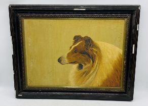 A framed oil painting on board of a rough collie dog, signed T. Stokes and dated 1916.