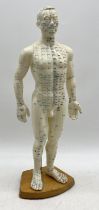 An acupuncture model of male form on wooden base