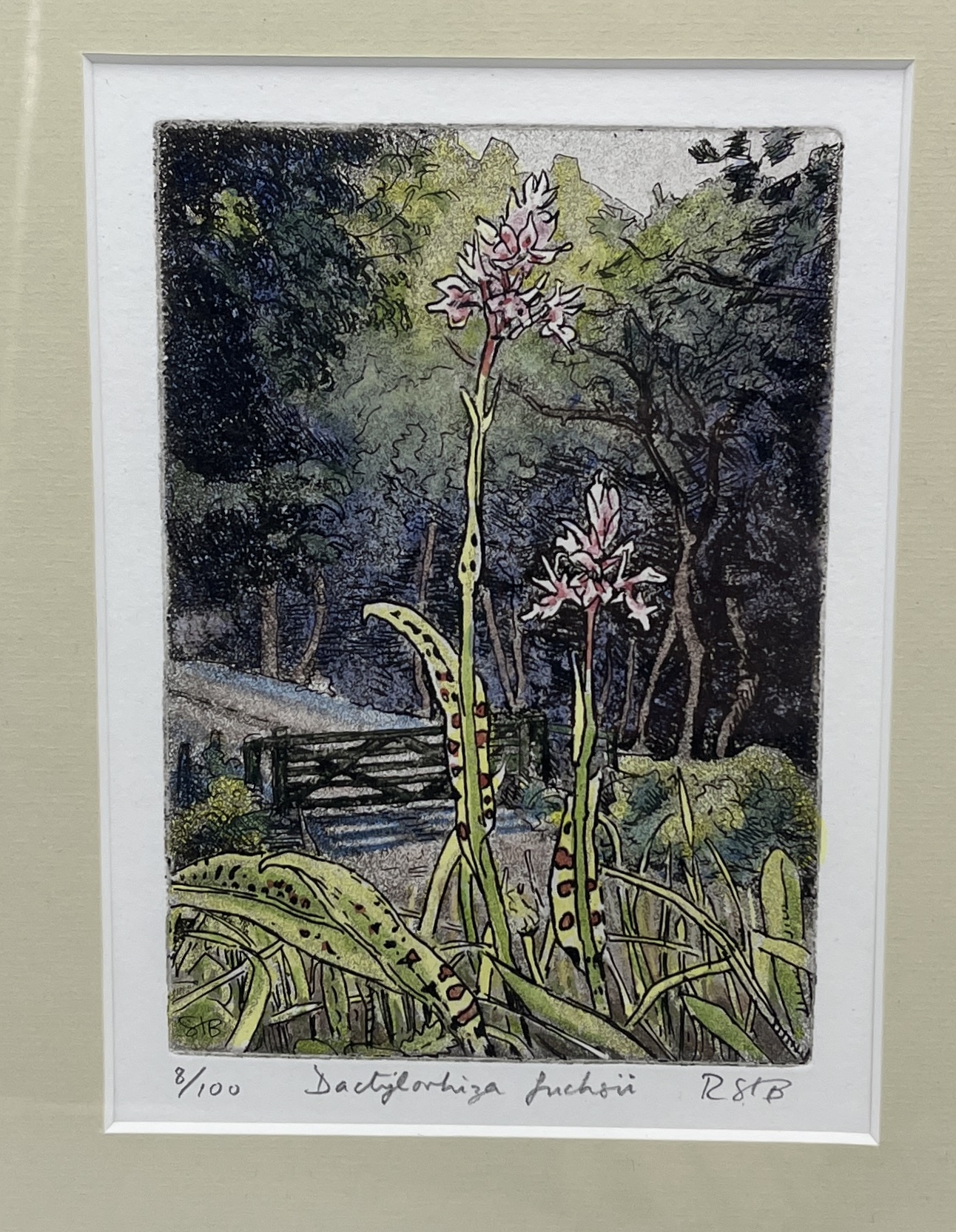 Two limited edition prints by Roger St Barbe, "Dactylorhiza Fuchsia" etched aquatint signed and - Image 3 of 3
