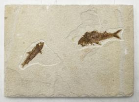 A rock slab containing two fossil fish - 33cm x 24cm