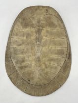 An antique South American River Turtle (Podocnemis expansa) blonde shell with scutes removed, 49cm x