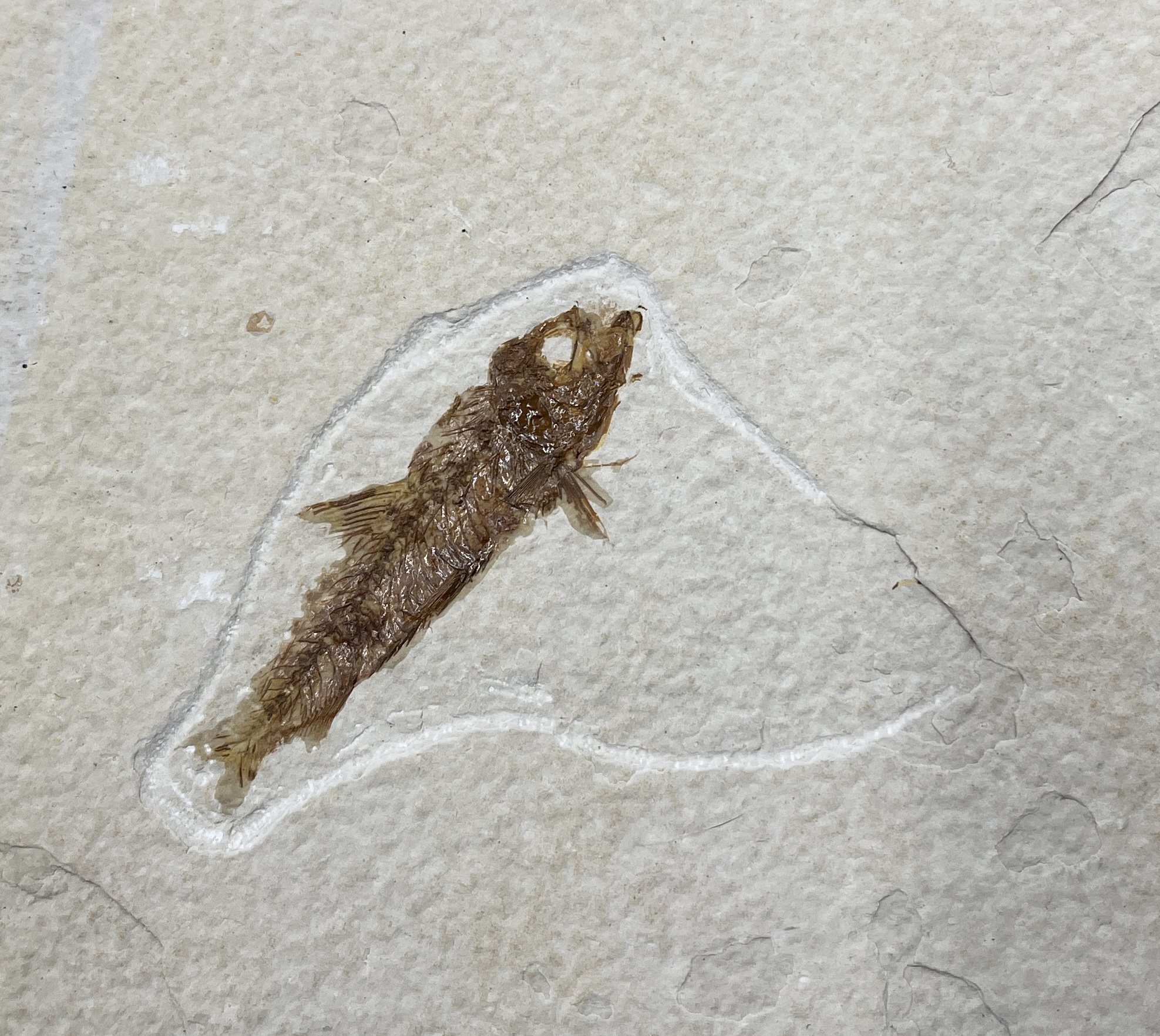 A rock slab containing two fossil fish - 33cm x 24cm - Image 3 of 3