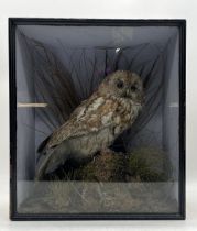 A cased taxidermy tawny owl in naturalistic setting, height 42 cm