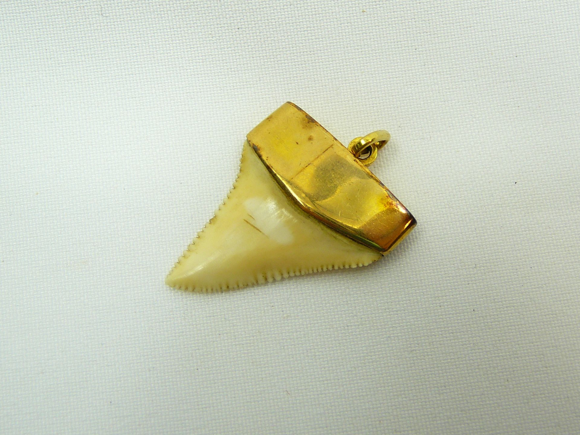 9 Carat Gold Mounted Sharks Tooth - Image 2 of 2
