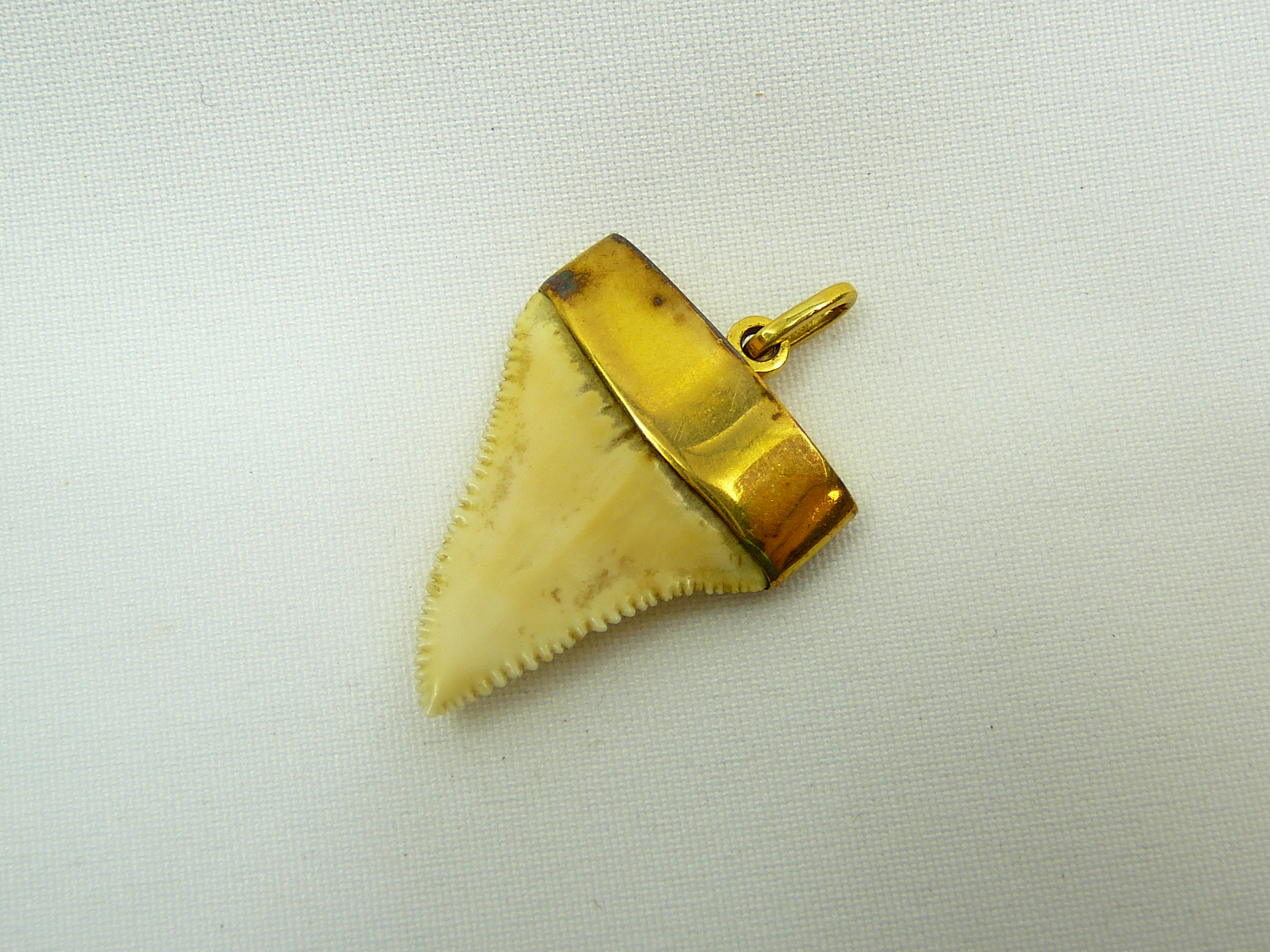 9 Carat Gold Mounted Sharks Tooth