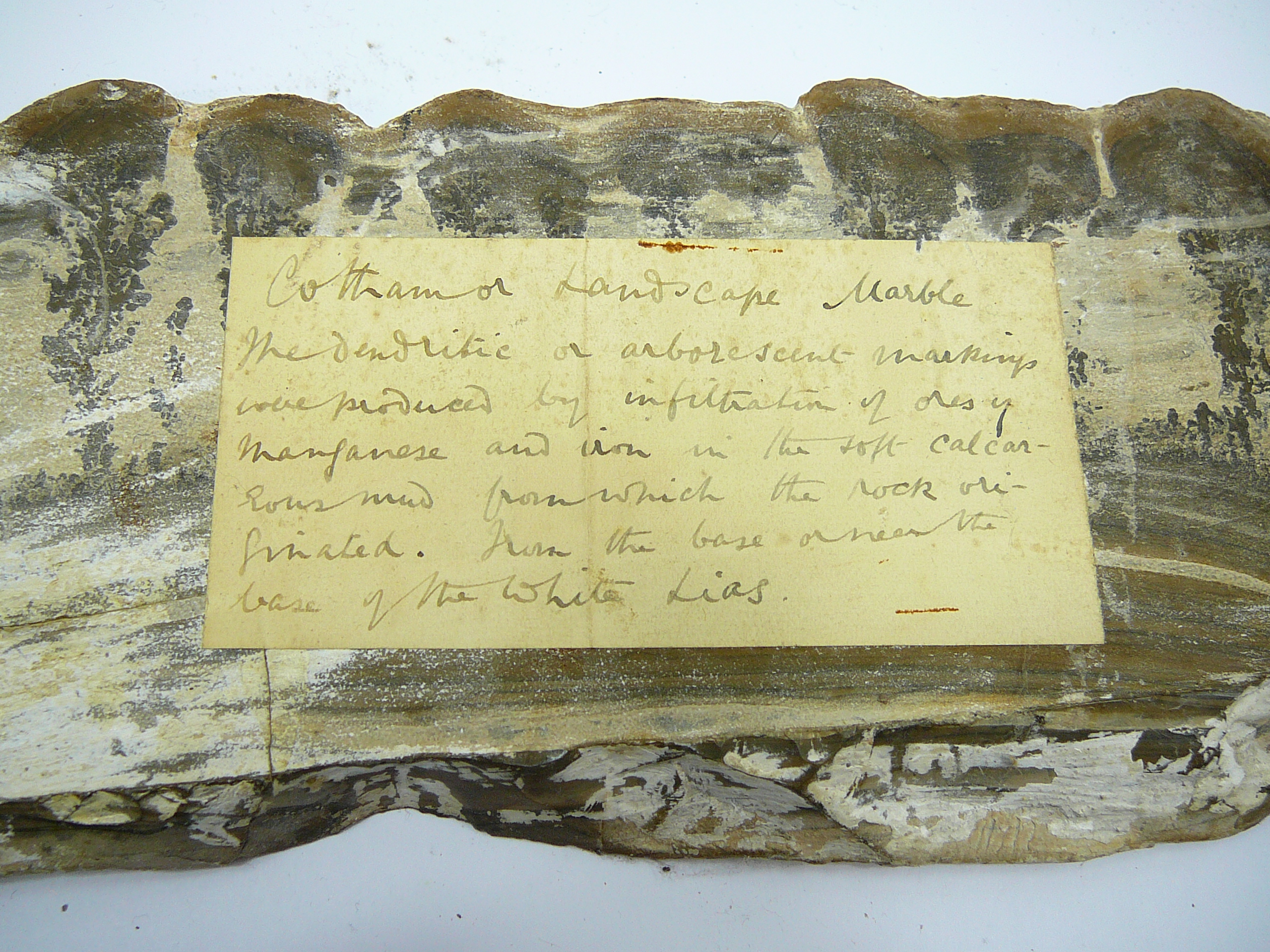 Specimen Mineral, Fossil or Shells lot - Image 2 of 2