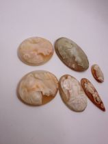 6 cameo shells