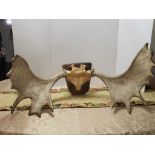 CANADIAN MOOSE ANTLERS