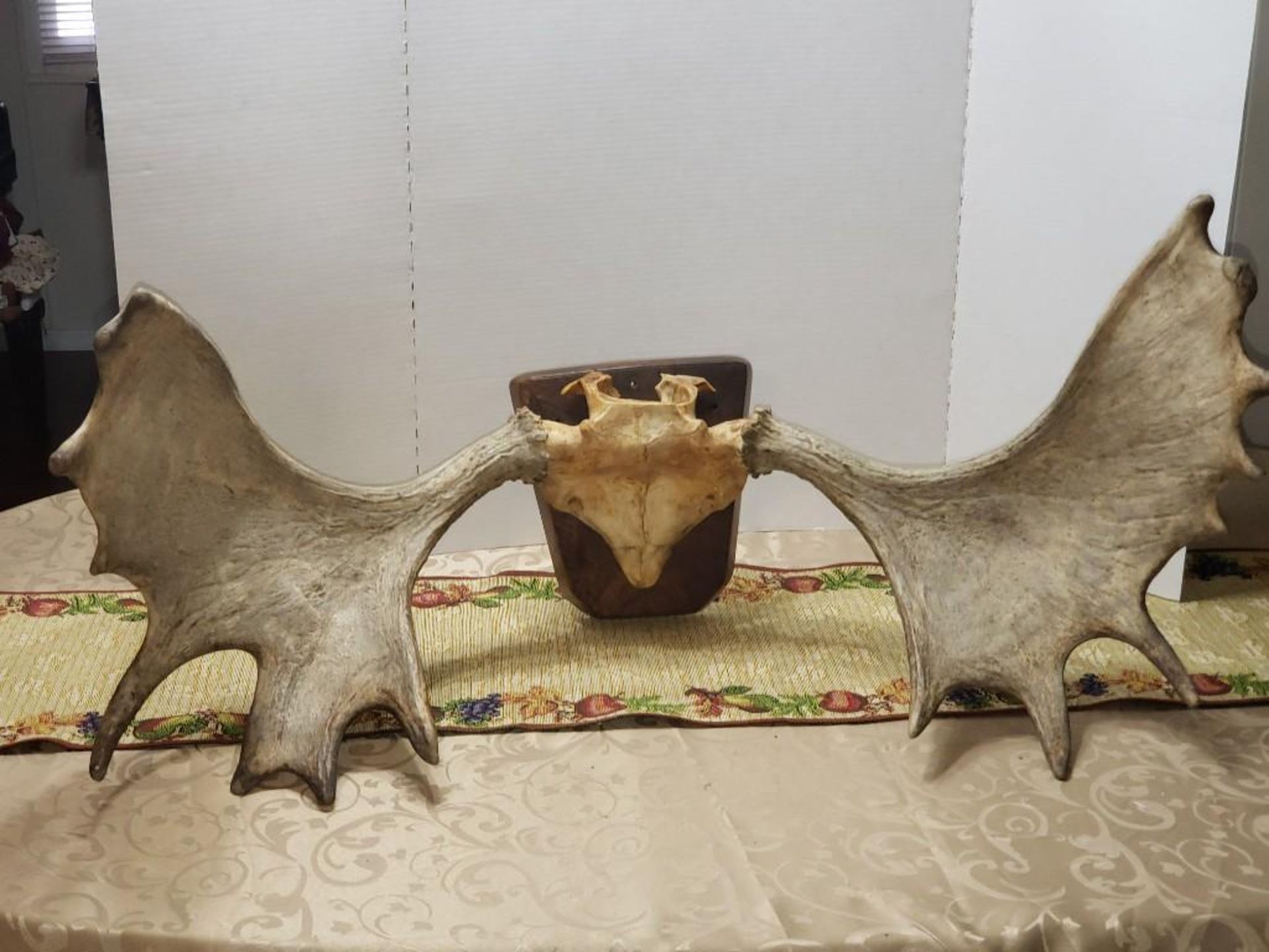 CANADIAN MOOSE ANTLERS