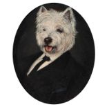 Thierry Poncelet (1946), the oval portrait of Sir Yorkshire terrier, oil on canvas 55 x 45 cm. (21.6