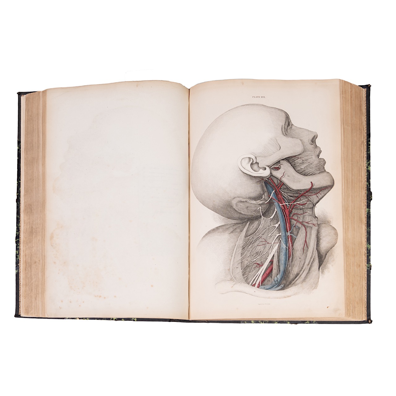 John Lizars (ca. 1792-1860), a System of Anatomical Plates of the Human Body. Edinburgh: W.H. Lizars - Bild 4 aus 7