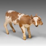 A two-headed Siamese bull calf, H 62 cm