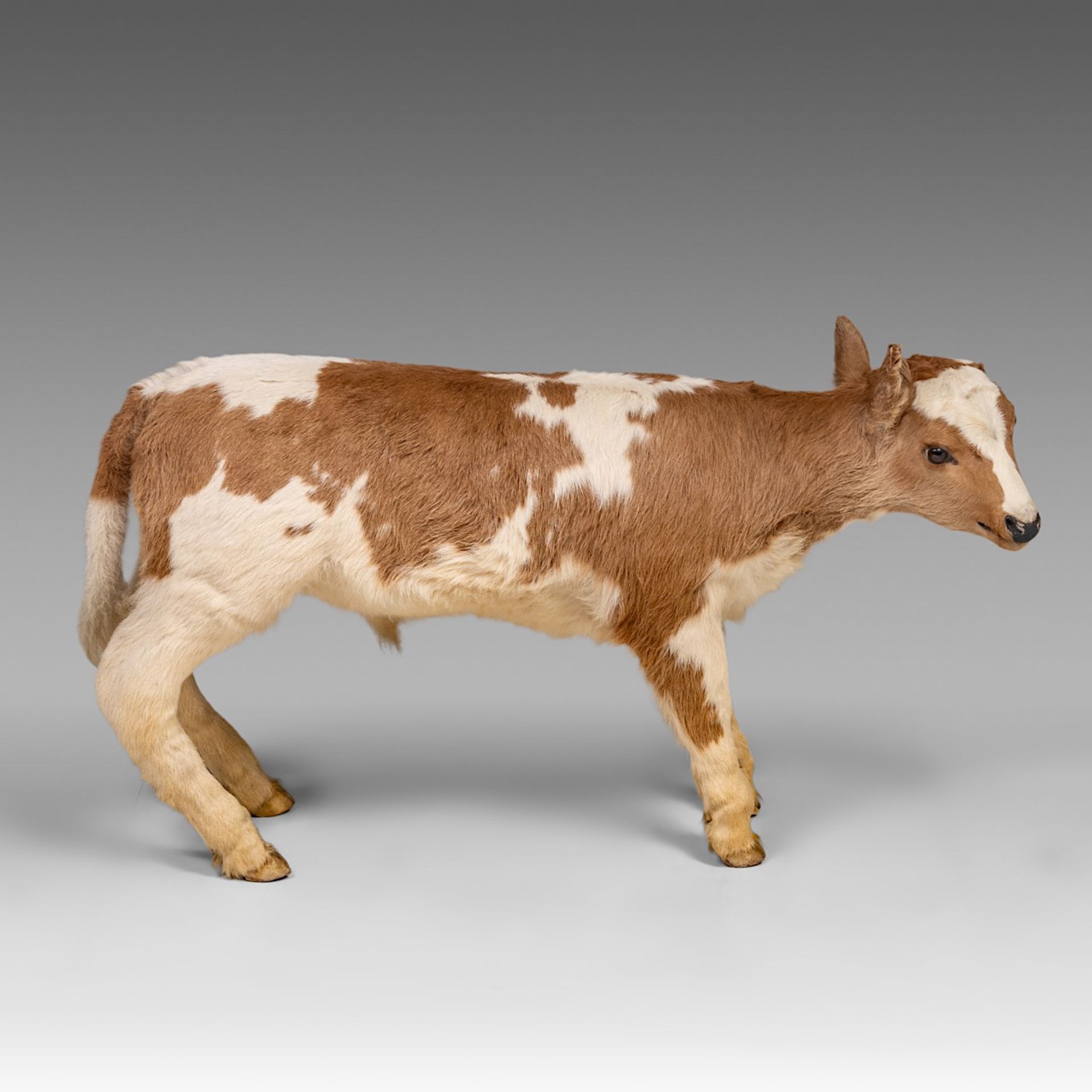 A two-headed Siamese bull calf, H 62 cm - Bild 2 aus 8