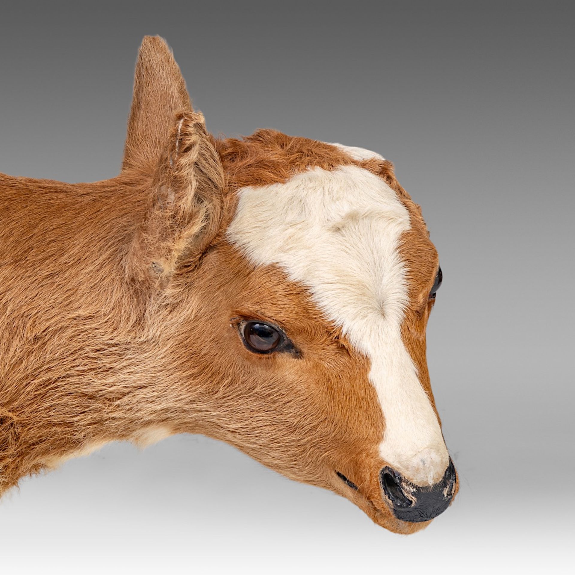 A two-headed Siamese bull calf, H 62 cm - Bild 7 aus 8