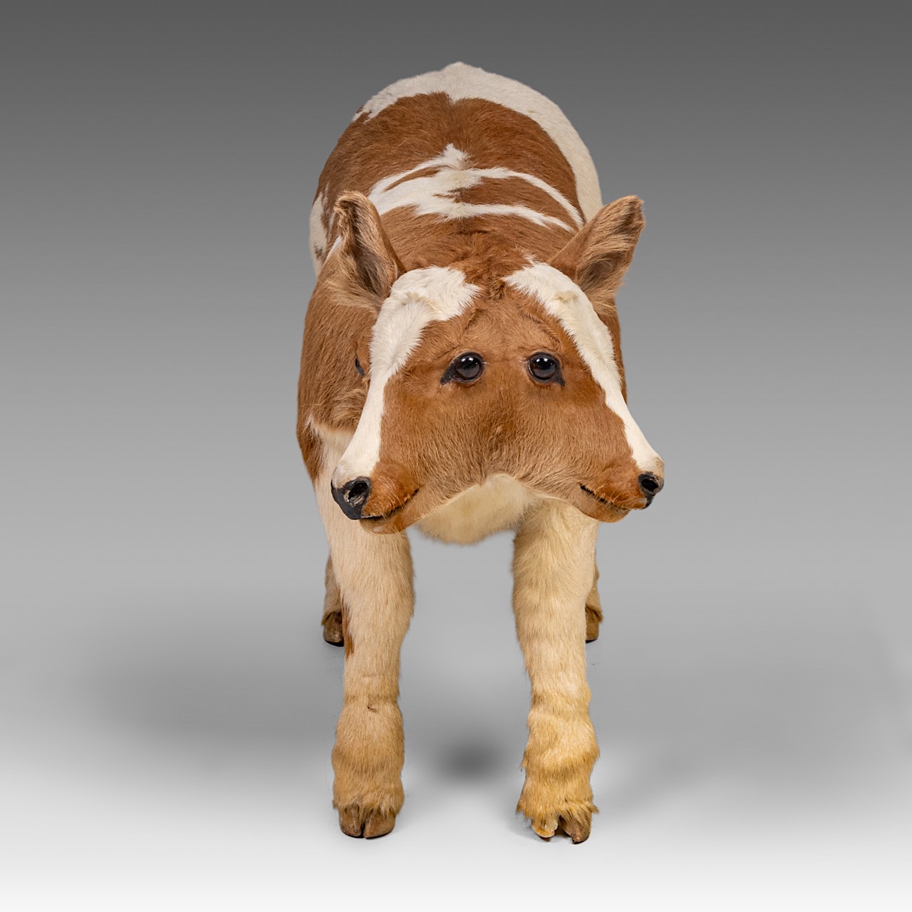 A two-headed Siamese bull calf, H 62 cm - Image 3 of 8