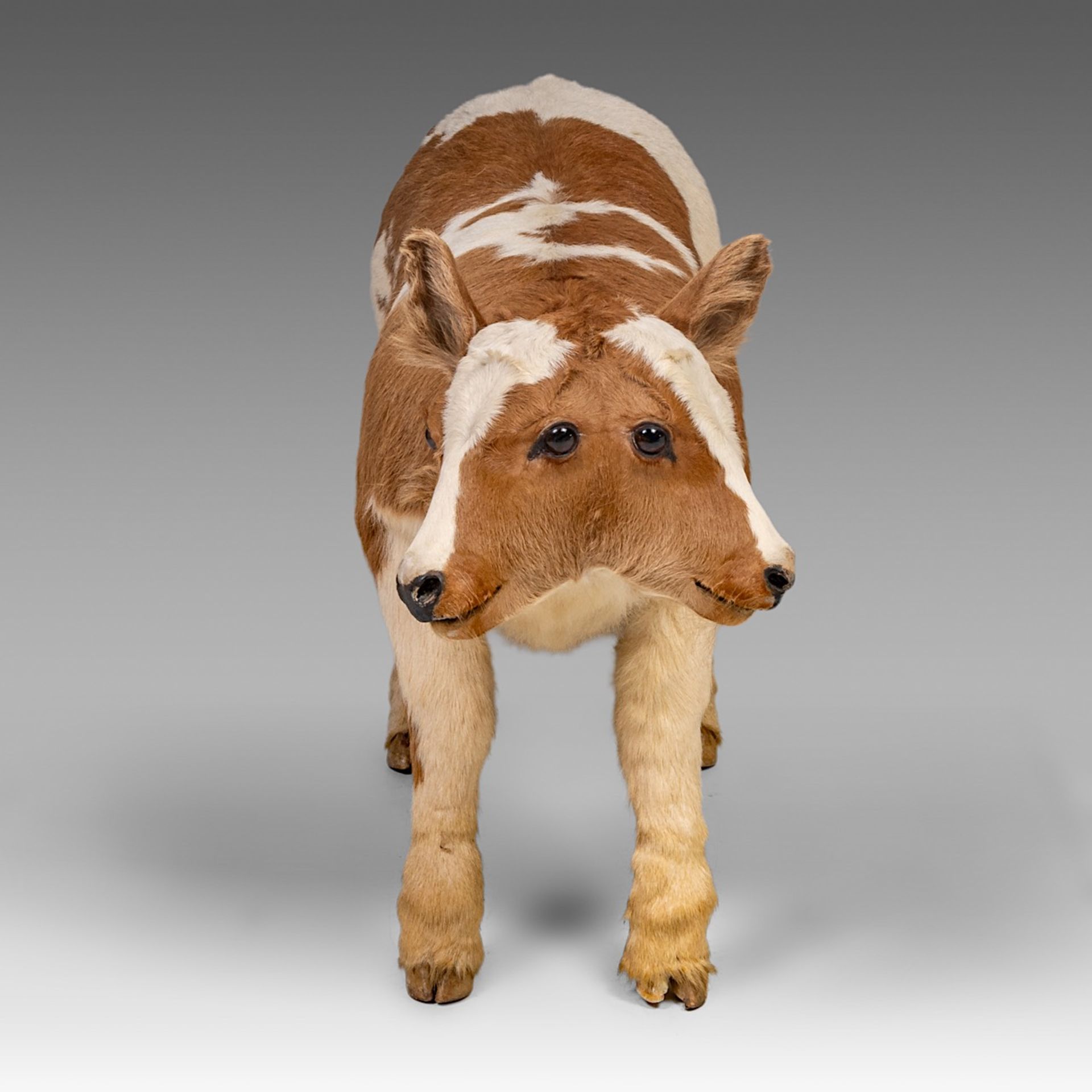 A two-headed Siamese bull calf, H 62 cm - Bild 3 aus 8