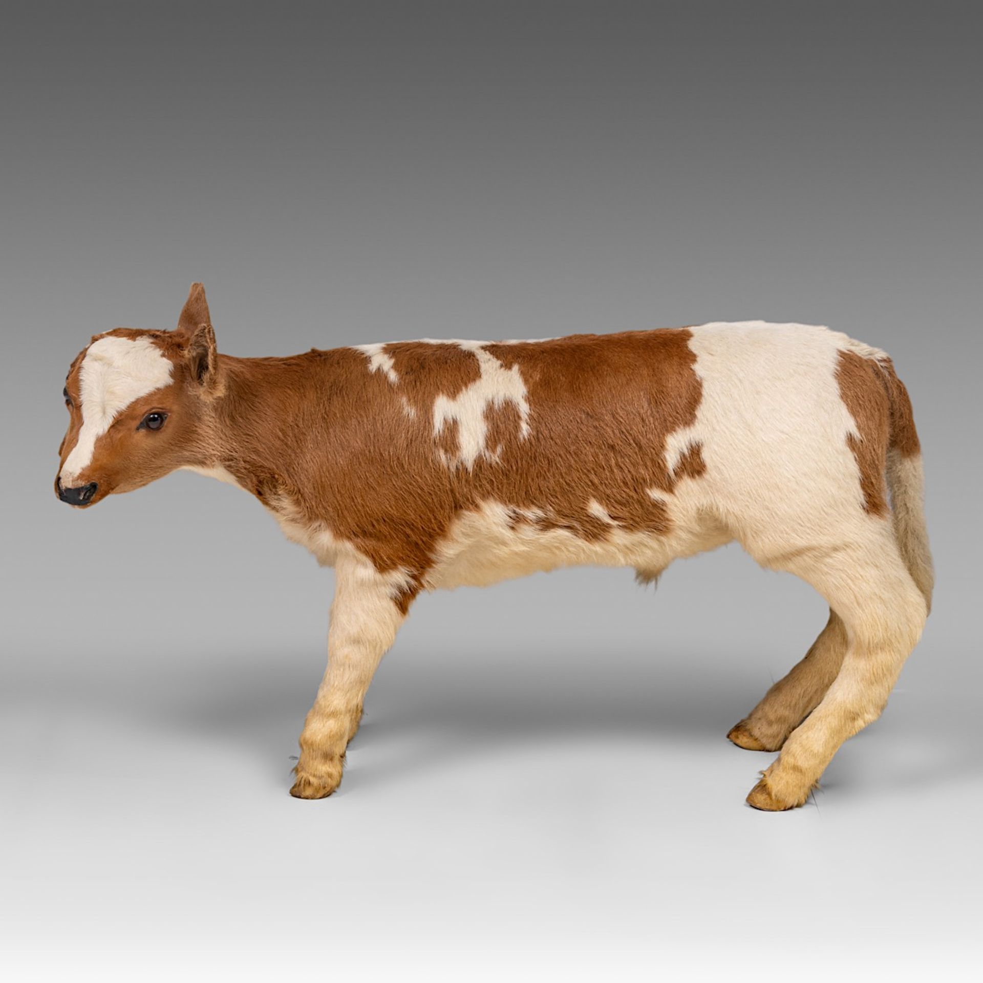 A two-headed Siamese bull calf, H 62 cm - Bild 4 aus 8