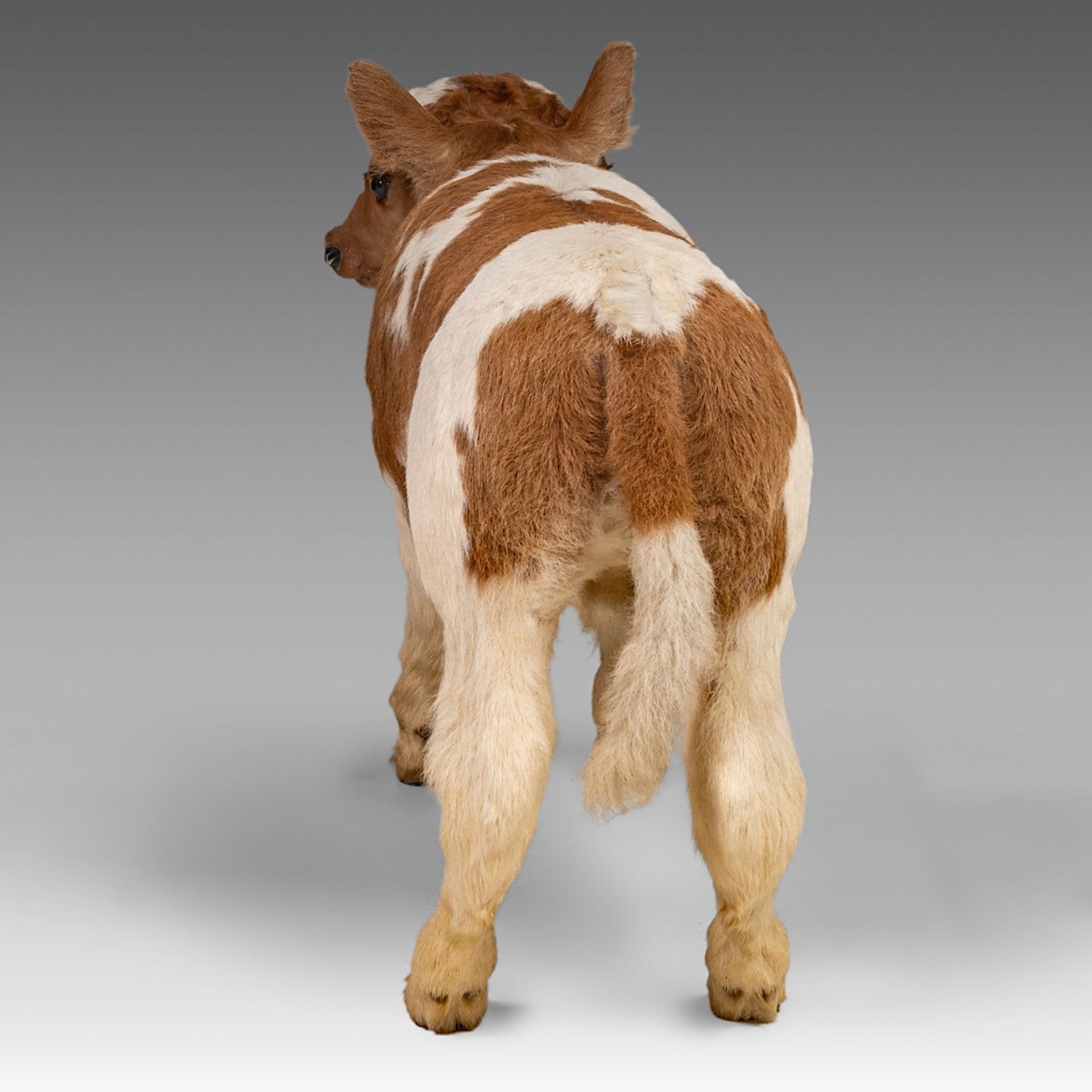 A two-headed Siamese bull calf, H 62 cm - Bild 5 aus 8