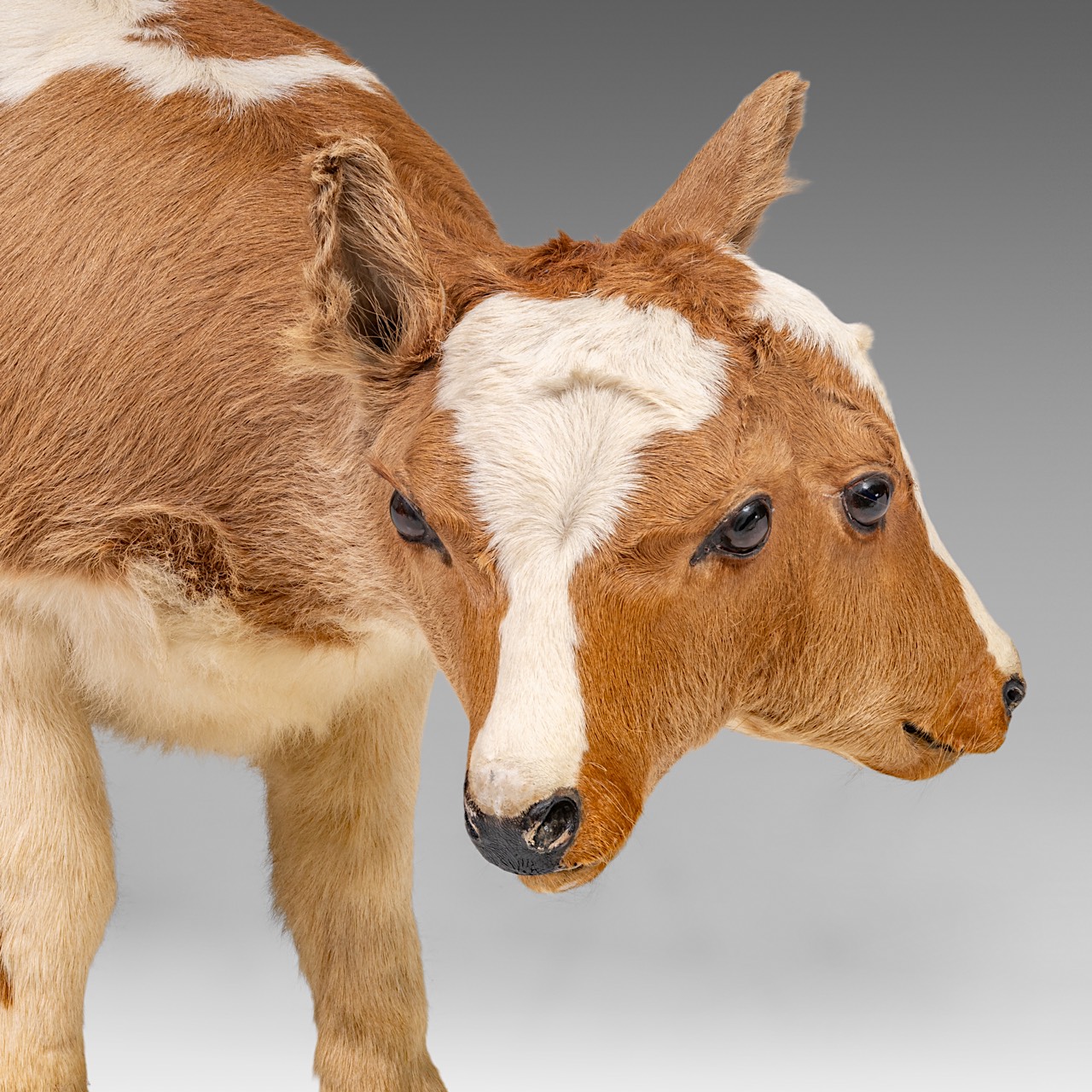 A two-headed Siamese bull calf, H 62 cm - Image 6 of 8