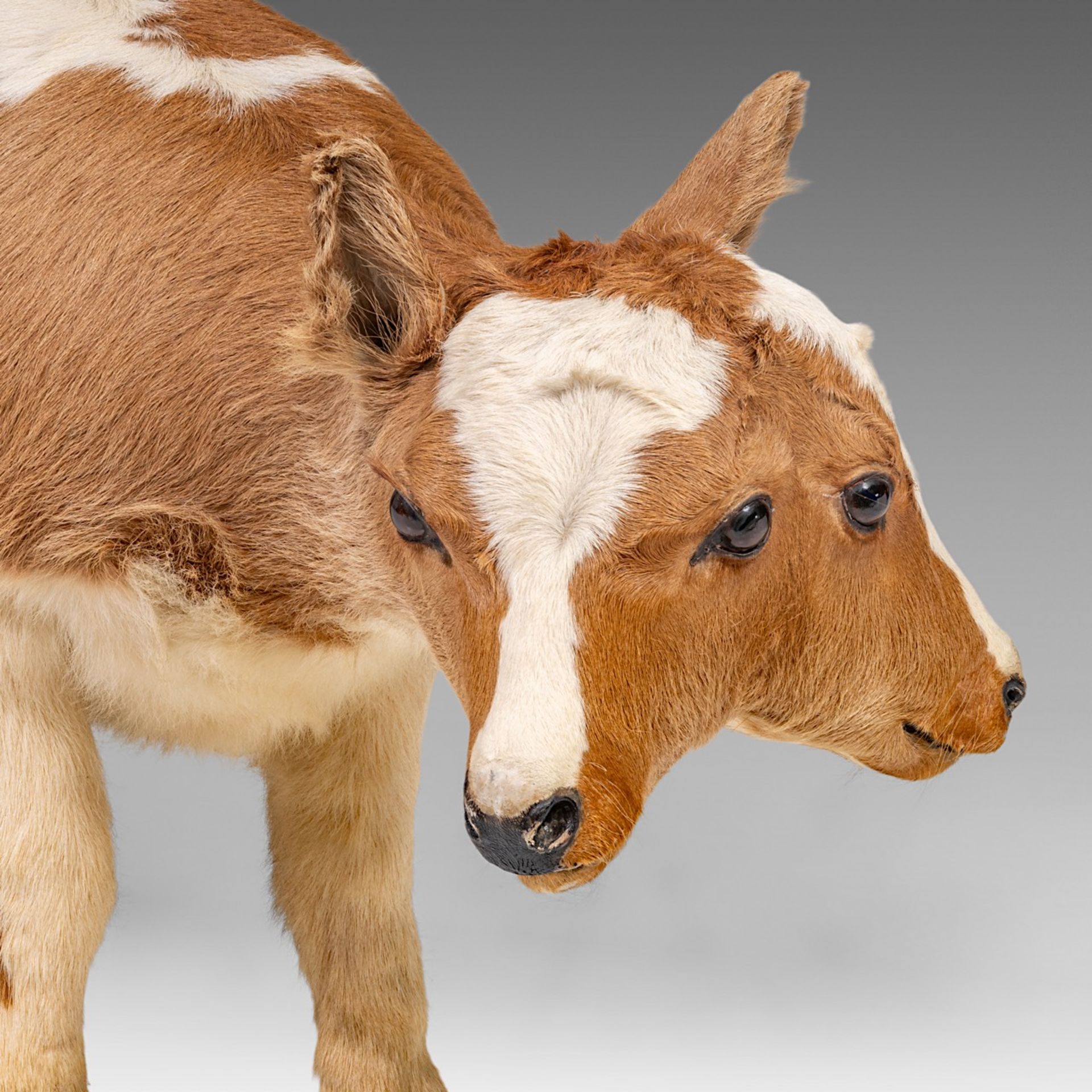 A two-headed Siamese bull calf, H 62 cm - Bild 6 aus 8