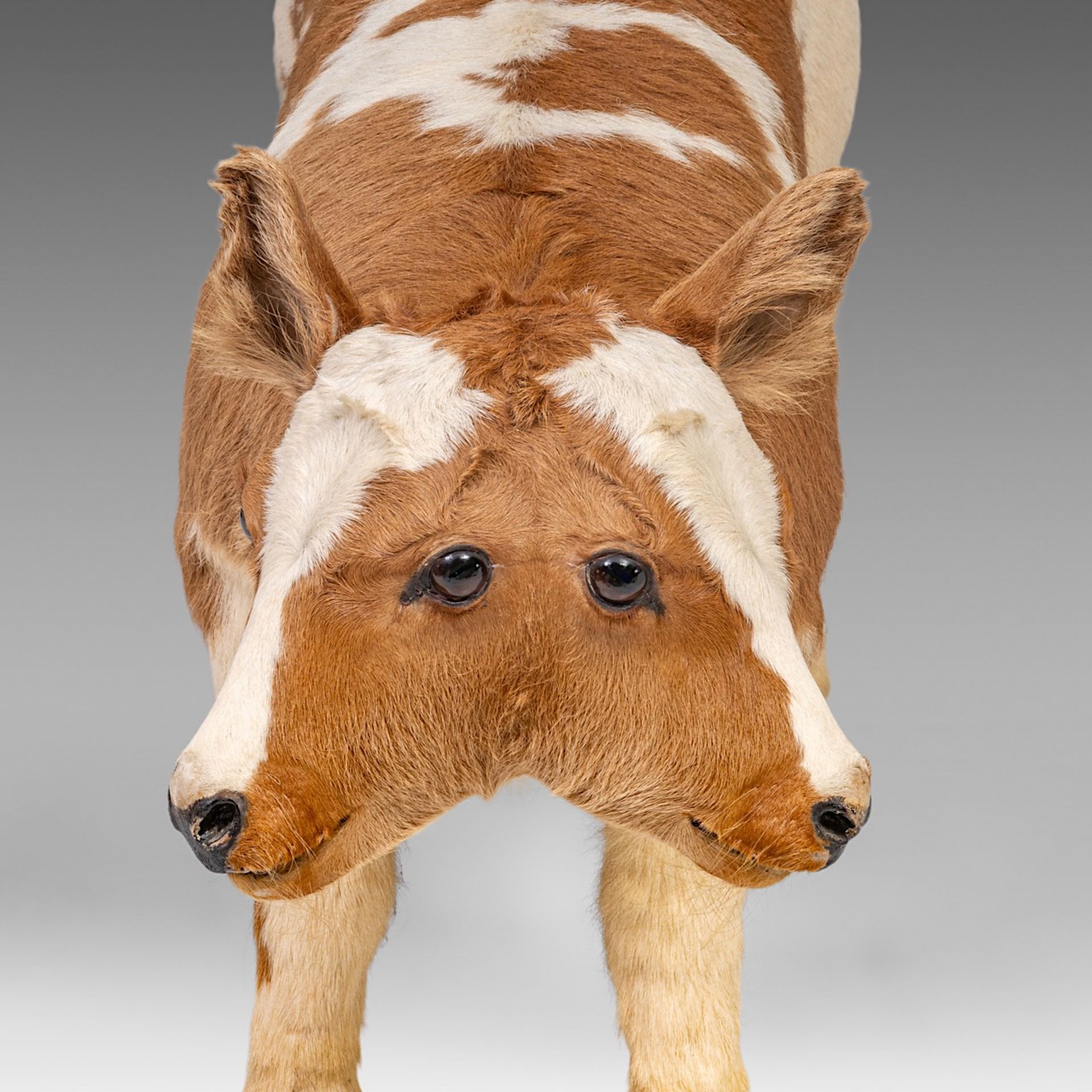 A two-headed Siamese bull calf, H 62 cm - Bild 8 aus 8