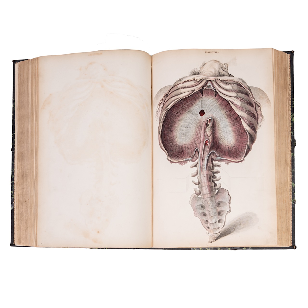 John Lizars (ca. 1792-1860), a System of Anatomical Plates of the Human Body. Edinburgh: W.H. Lizars - Bild 5 aus 7