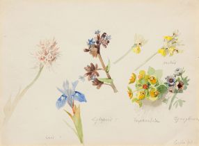 Marie Egner: Flower study from Corfu (Iris, Lycopsis, Euphorbia, Orchis, Cynoglossum)