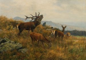 Carl Zimmermann: Red deer