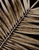 Koch, Fred (1904-1947) "Palmae, feathered palm leaf", photograph mounted on cardboard, verso inscr.