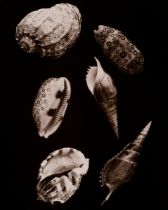 Koch, Fred (1904-1947) "Sea Animals Snails", photograph mounted on cardboard, verso inscr. and stam