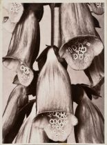 Renger-Patzsch, Albert (1897-1966) "Pflanzenstudie: Fingerhut", Fotografie auf Pappe montiert, vers