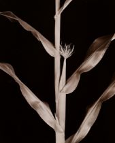 Koch, Fred (1904-1947) "Zea Corn, female flower", photograph mounted on cardboard, verso inscr. and