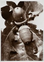Renger-Patzsch, Albert (1897-1966) "Pflanzenstudie: Eichenlaub mit Eicheln", Fotografie auf Pappe m