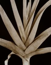 Koch, Fred (1904-1947) "Liliaceae, Alium porrum", photograph mounted on cardboard, verso inscr. and