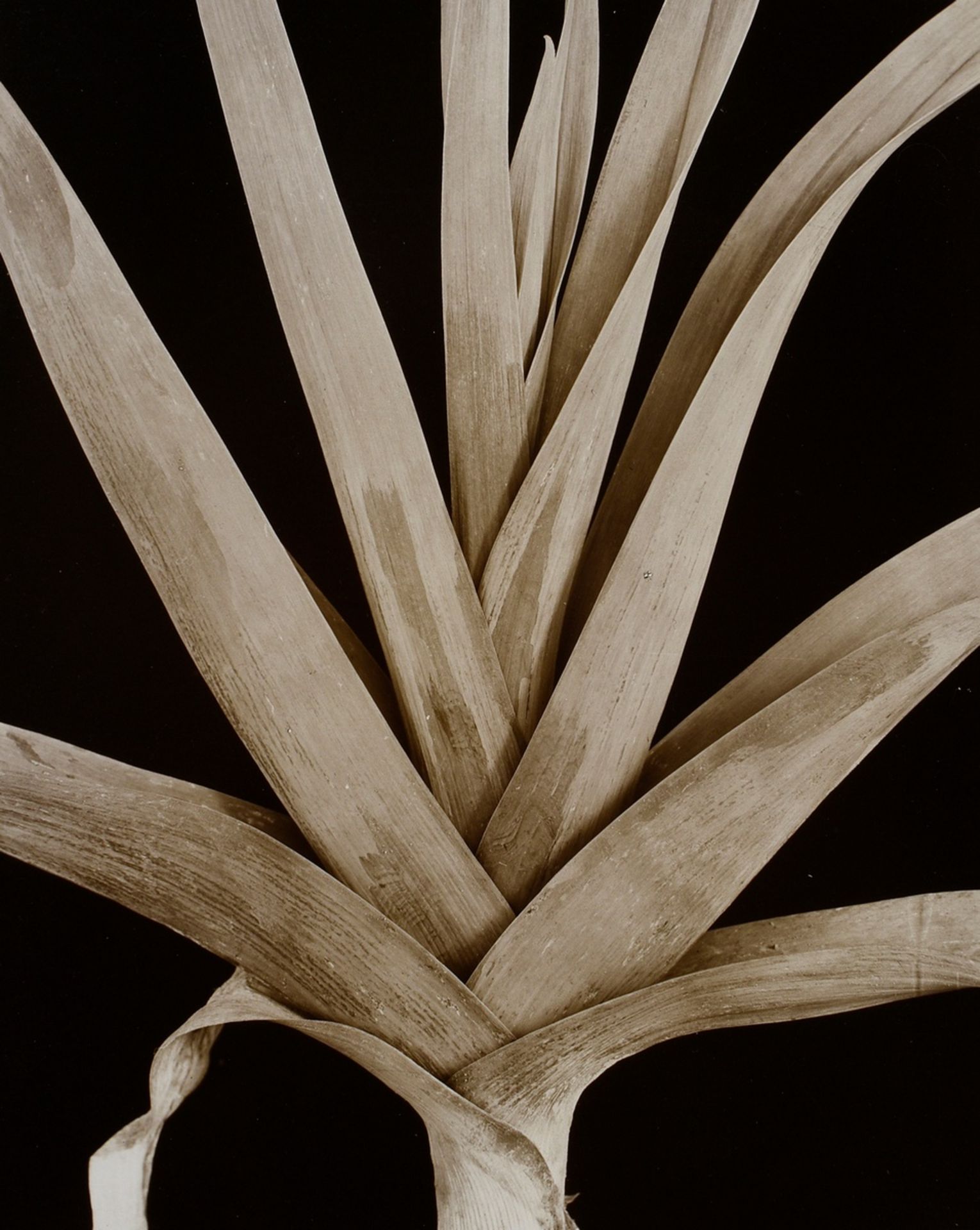 Koch, Fred (1904-1947) "Liliaceae, Alium porrum", Fotografie auf Karton montiert, verso bez. und ge