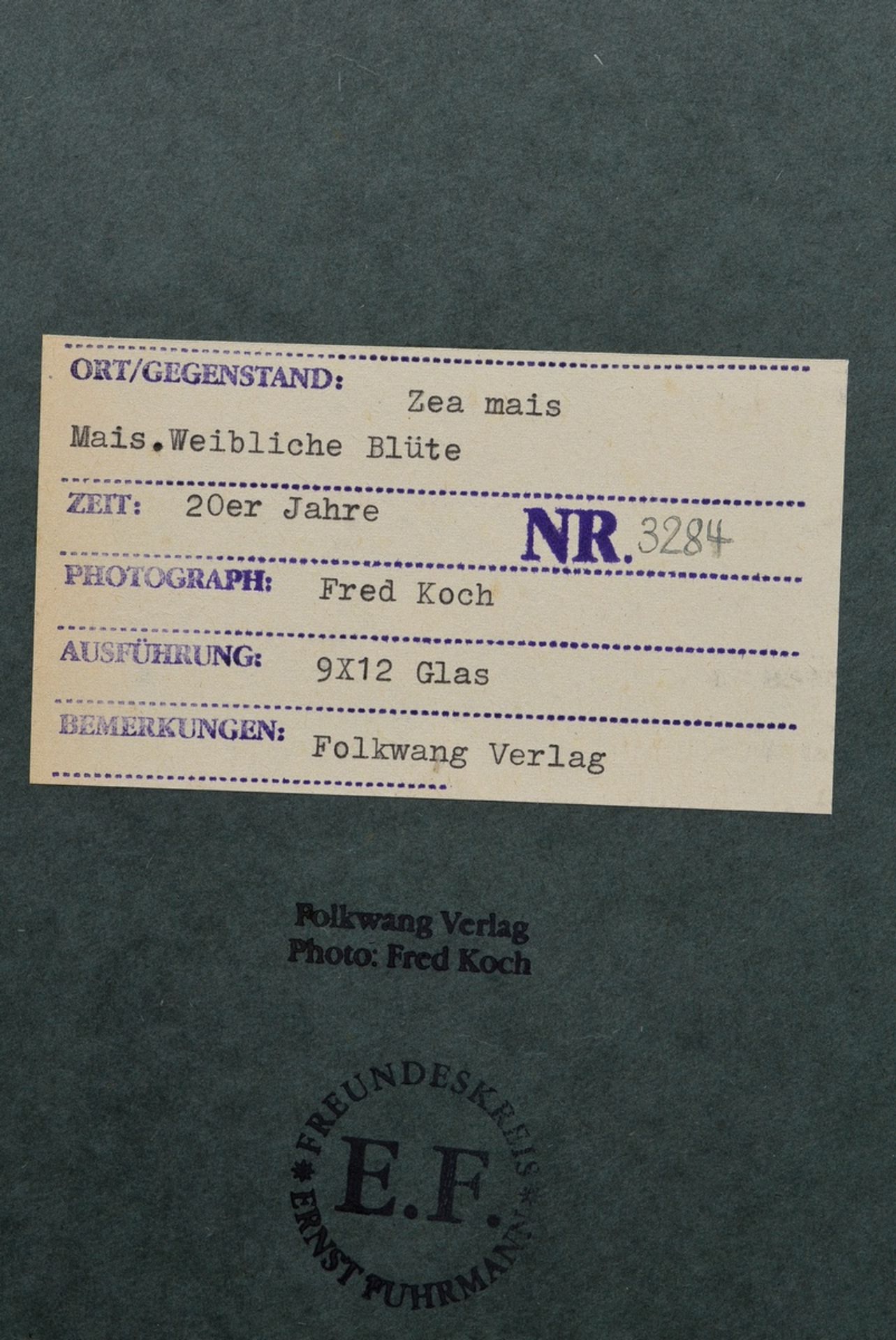 Koch, Fred (1904-1947) "Zea Mais, weibliche Blüte", Fotografie auf Karton montiert, verso bez. und  - Bild 2 aus 2