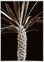 Renger-Patzsch, Albert (1897-1966) "Pflanzenstudie: Euphorbia clava", Fotografie auf Pappe montiert