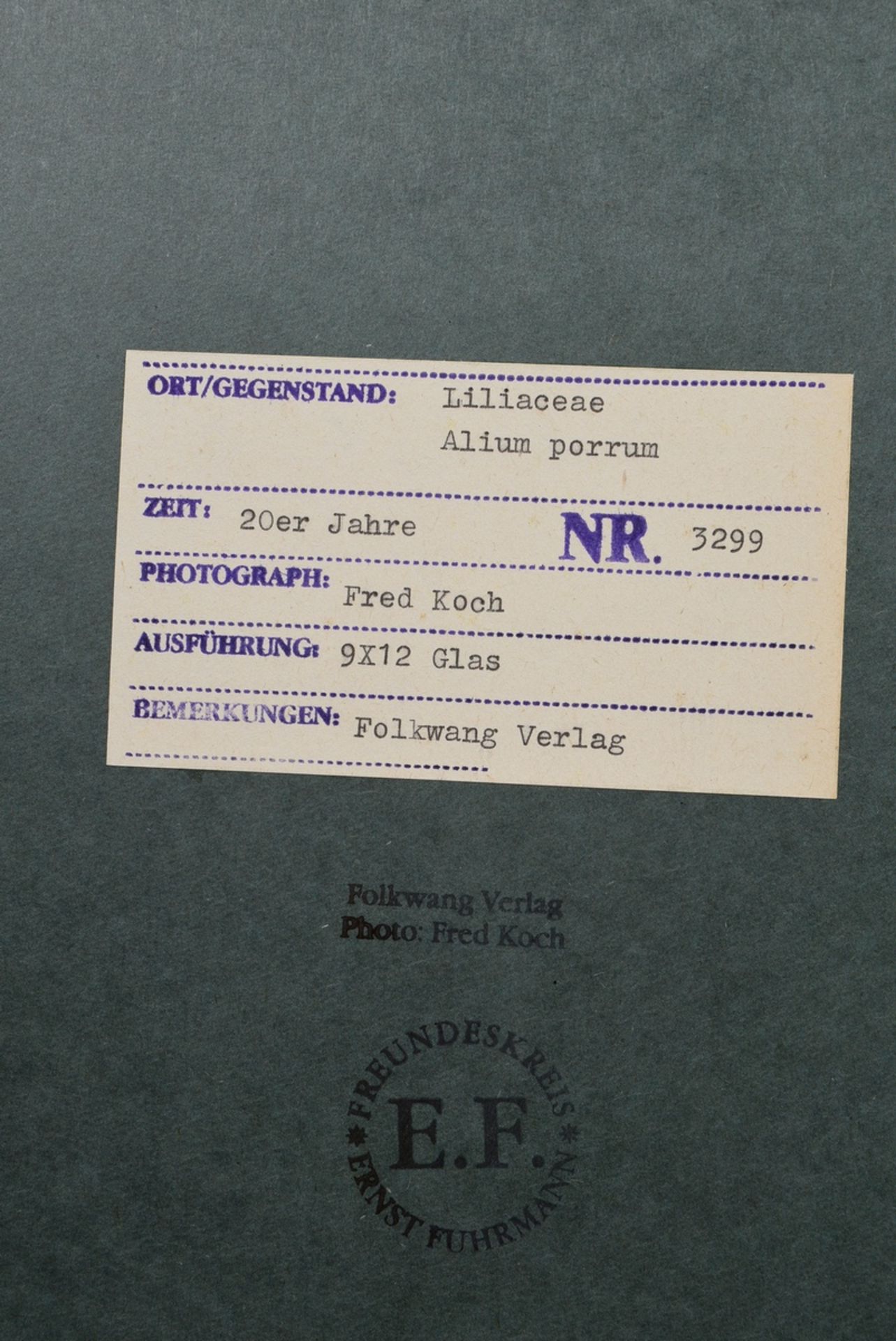 Koch, Fred (1904-1947) "Liliaceae, Alium porrum", Fotografie auf Karton montiert, verso bez. und ge - Bild 2 aus 2